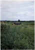 Water buffalo in the countryside